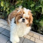 COOCIE Shih Tzu