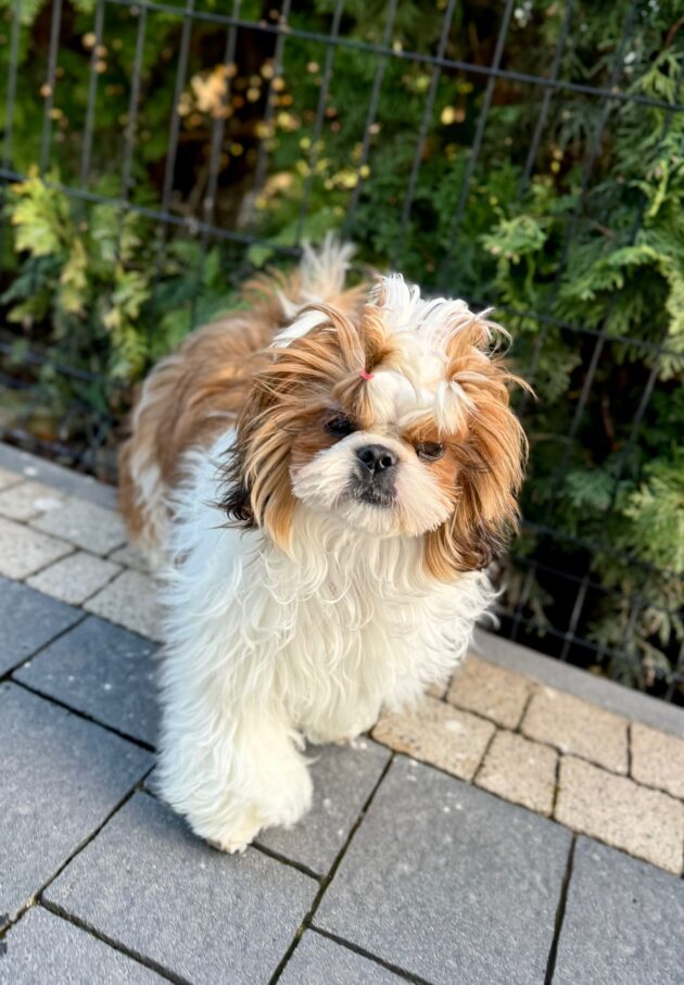 COOCIE Shih Tzu