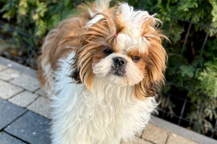 COOCIE Shih Tzu