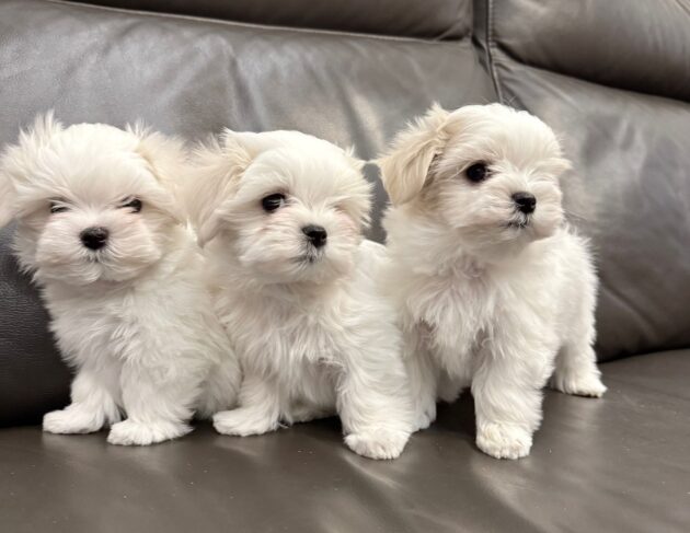 WhatsApp Image 2026-01-31 at 213632 | Elmandi - Hodowla Shih Tzu & Maltese Kraków