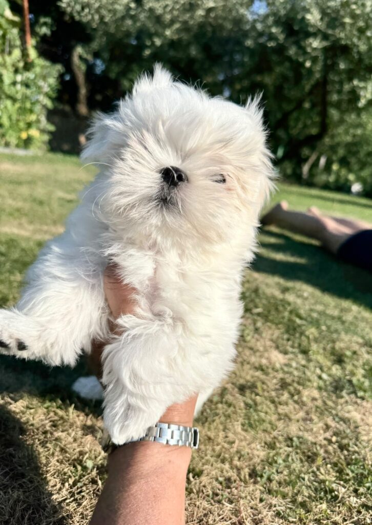 White fluffy puppy being held up outdoors with grass and trees in the background.