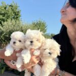 Woman holding three fluffy white puppies outdoors against a blue sky.