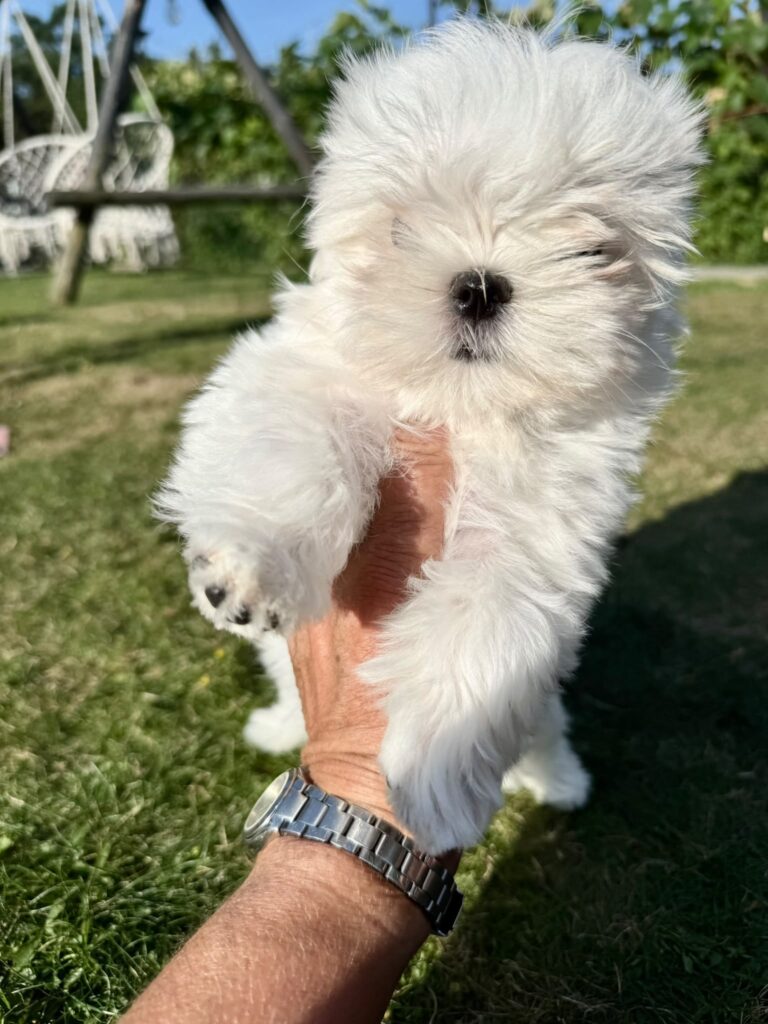 Small fluffy white puppy held up by a hand in a sunny backyard, green grass in the background.