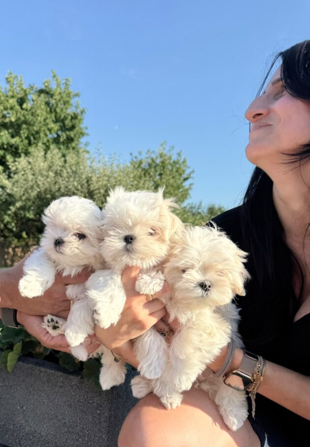 Woman holding three fluffy white puppies outdoors against a blue sky.
