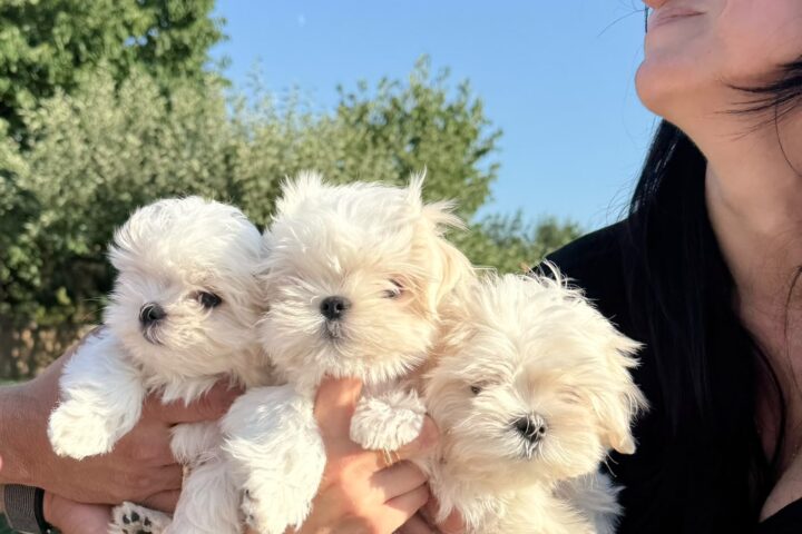 Woman holding three fluffy white puppies outdoors against a blue sky.
