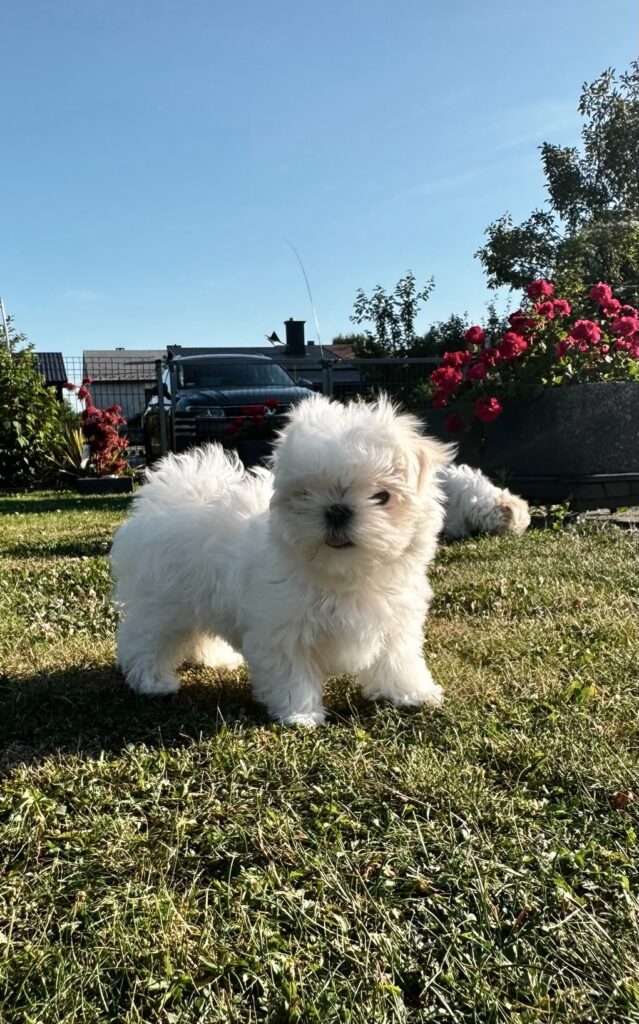 Fluffy white puppy standing on a sunlit lawn in a backyard with red roses and a fence in the background.