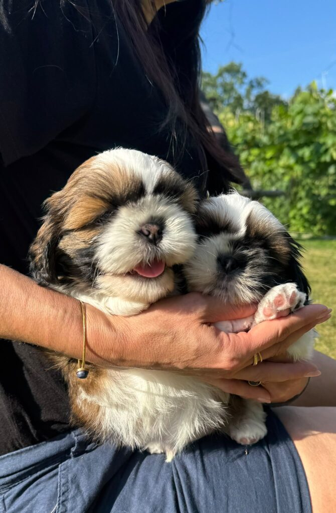 WhatsApp Image 2026-07-26 at 153952 | Elmandi - Hodowla Shih Tzu & Maltese Kraków Two fluffy puppies being gently held outdoors on a sunny day by a person in a dark shirt.