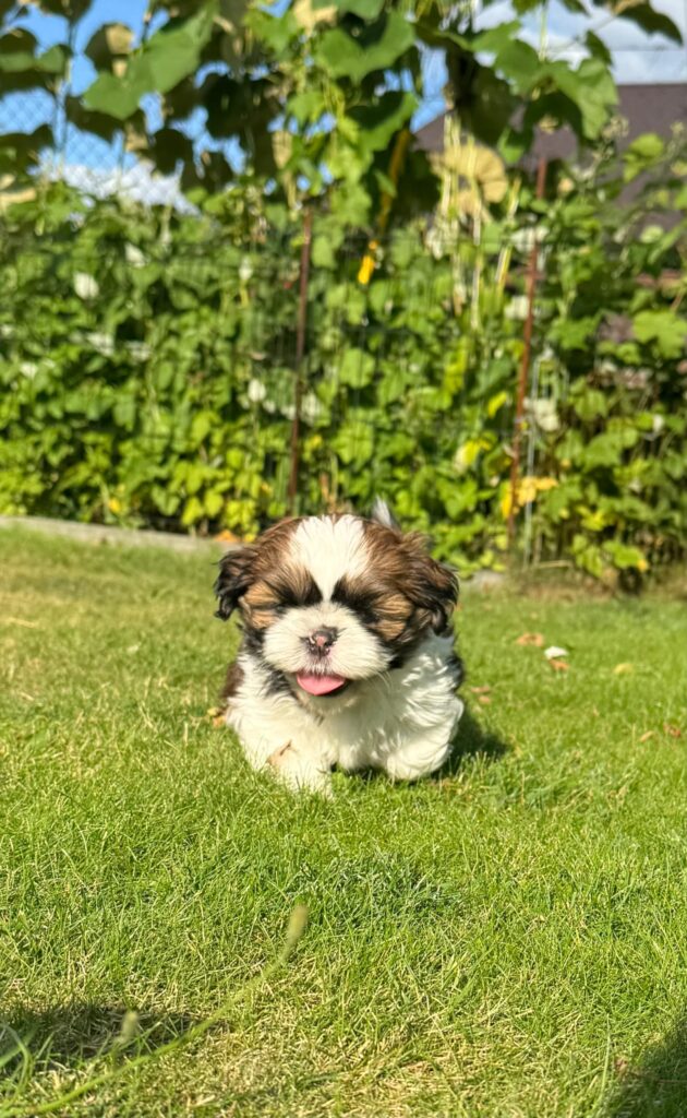 WhatsApp Image 2026-07-26 at 153953 1 | Elmandi - Hodowla Shih Tzu & Maltese Kraków Puppy with brown and white fur running toward the camera on green grass outdoors, tongue showing in a sunny yard.