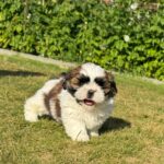 Cute fluffy puppy running on a sunlit lawn with a green hedge in the background