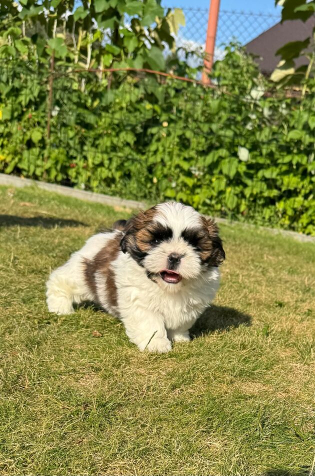 Cute fluffy puppy running on a sunlit lawn with a green hedge in the background