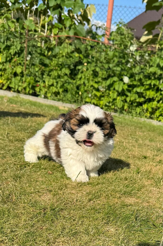 WhatsApp Image 2026-07-26 at 153953 2 | Elmandi - Hodowla Shih Tzu & Maltese Kraków Cute fluffy puppy running on a sunlit lawn with a green hedge in the background