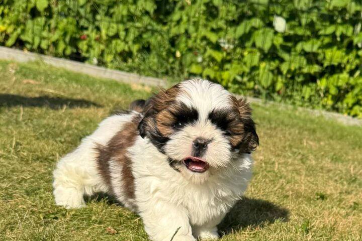 Cute fluffy puppy running on a sunlit lawn with a green hedge in the background