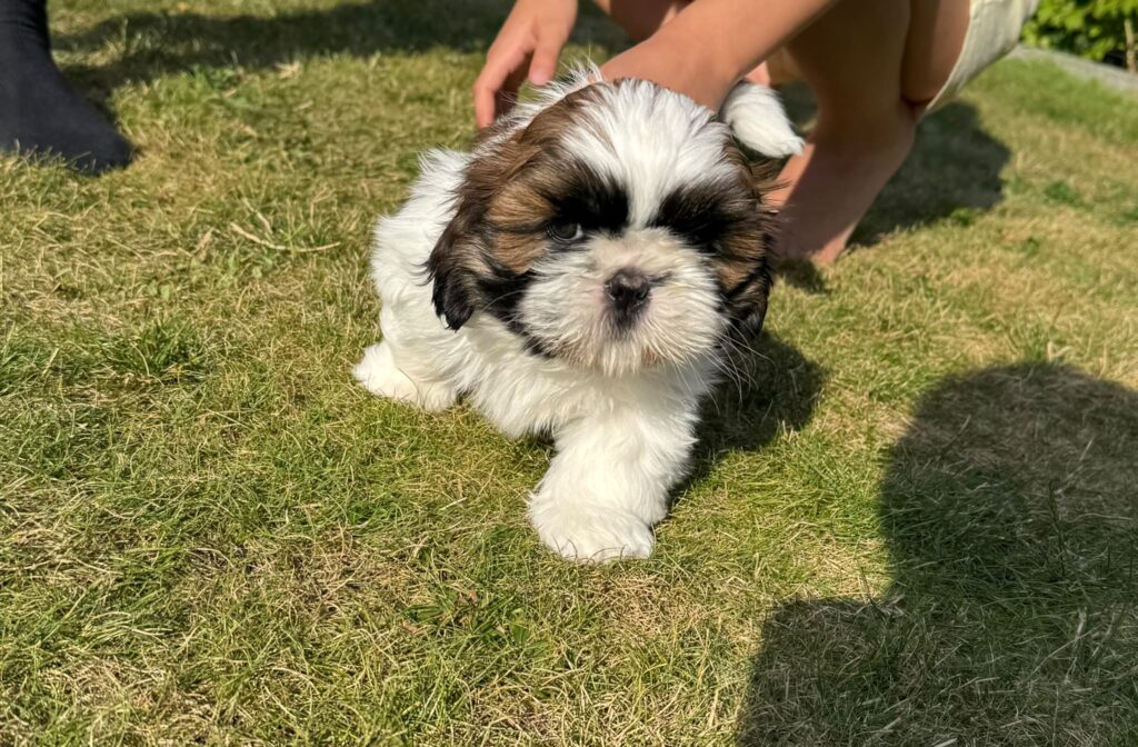 WhatsApp Image 2026-07-26 at 153953 3 | Elmandi - Hodowla Shih Tzu & Maltese Kraków Cute fluffy white and brown puppy running toward the camera on a grassy lawn