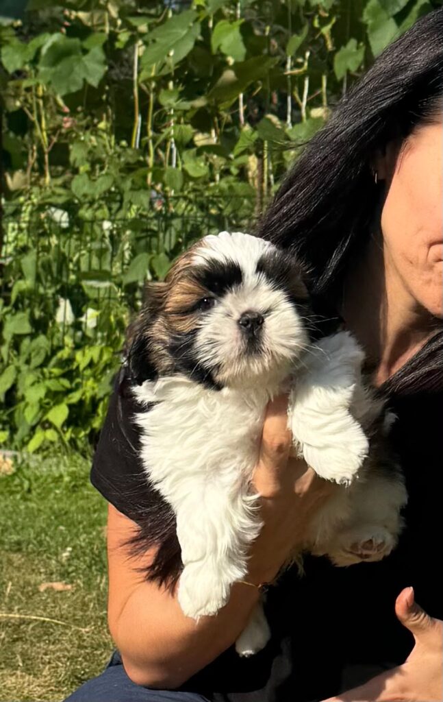 WhatsApp Image 2026-07-26 at 153953 | Elmandi - Hodowla Shih Tzu & Maltese Kraków A person holding a small fluffy white and black puppy outdoors with green plants in the background.